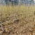 造林苗木楸木锌木树苗基地直供杯苗容器苗量大