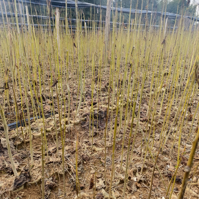 造林苗木楸木锌木树苗基地直供杯苗容器苗量大