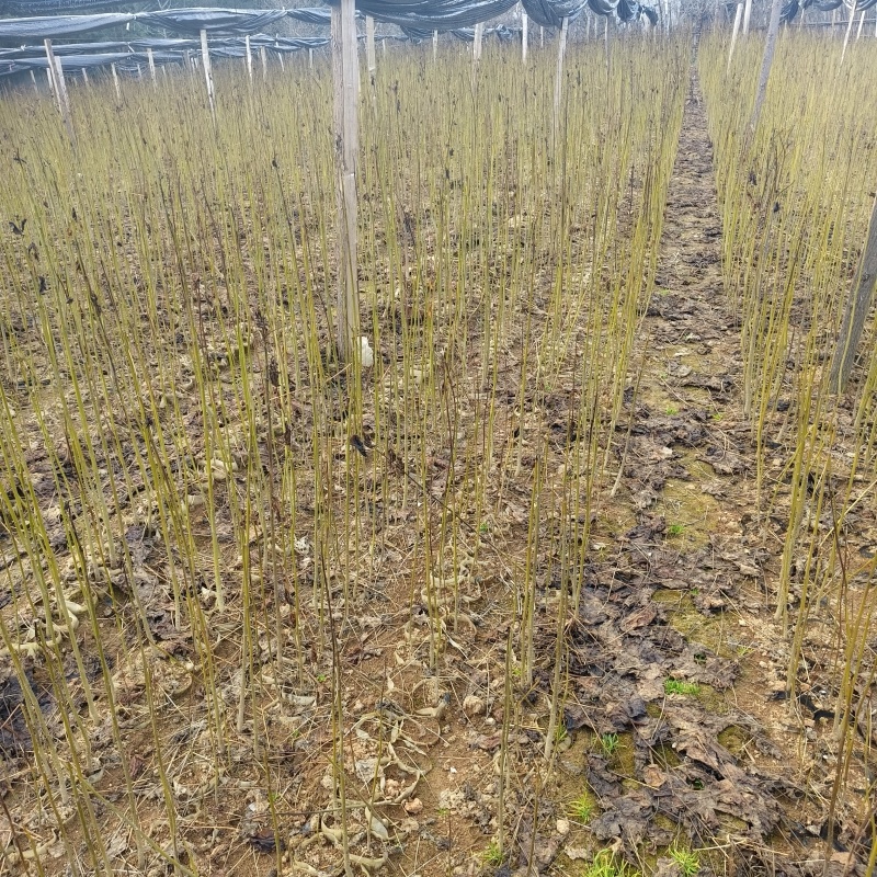 造林苗木楸木锌木树苗基地直供杯苗容器苗量大