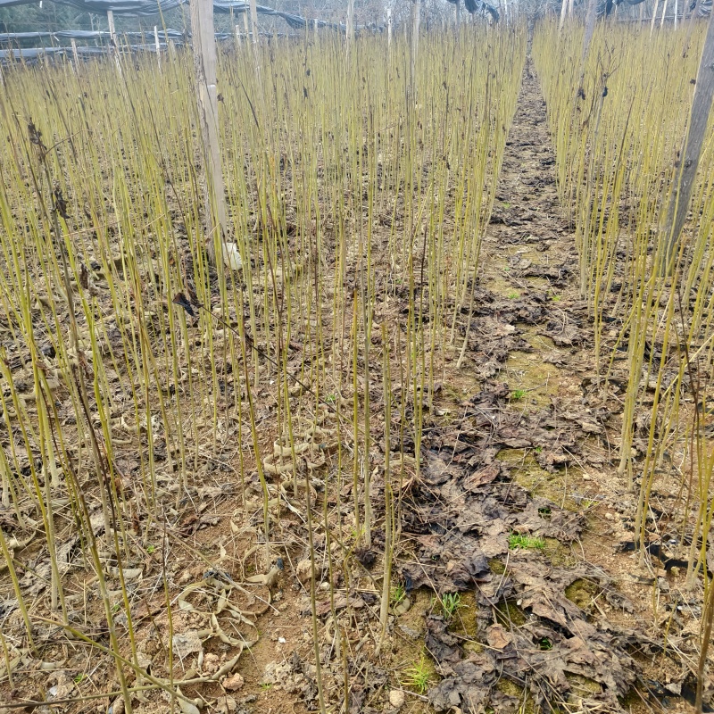 造林苗木楸木锌木树苗基地直供杯苗容器苗量大