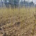 造林苗木楸木锌木树苗基地直供杯苗容器苗量大