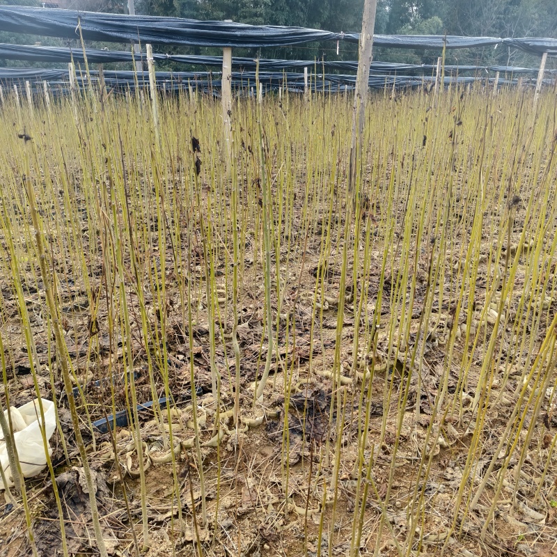 造林苗木楸木锌木树苗基地直供杯苗容器苗量大