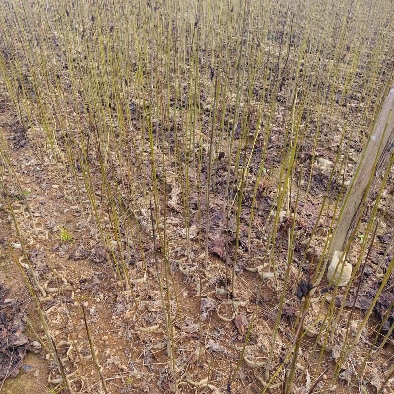 造林苗木楸木锌木树苗基地直供杯苗容器苗量大