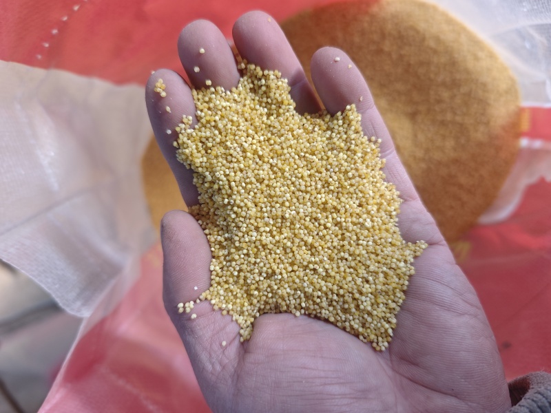 山西小米保质保量供货常年看货有货价钱实惠