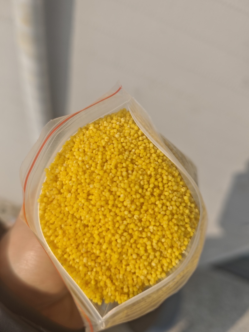 山西小米保质保量供货常年看货有货价钱实惠