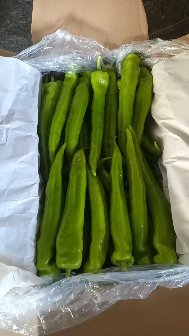 黄绿皮尖椒产地直发量大稳定可靠批发商超市场**