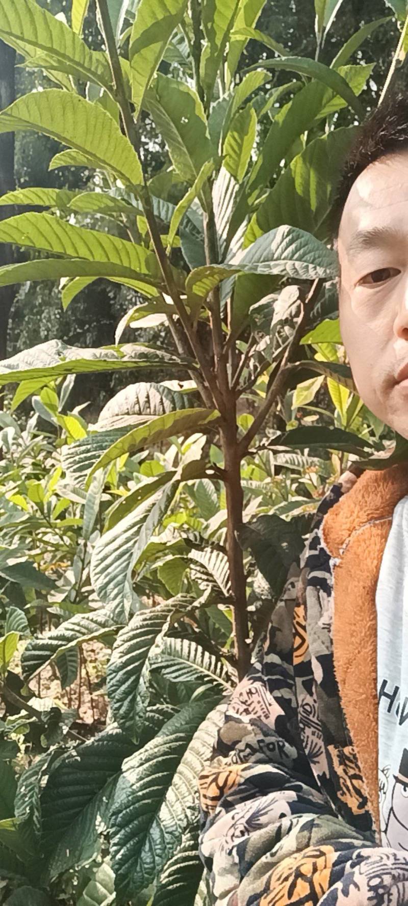 【基地直发】四川枇杷苗品种齐全一手货源可提供指导