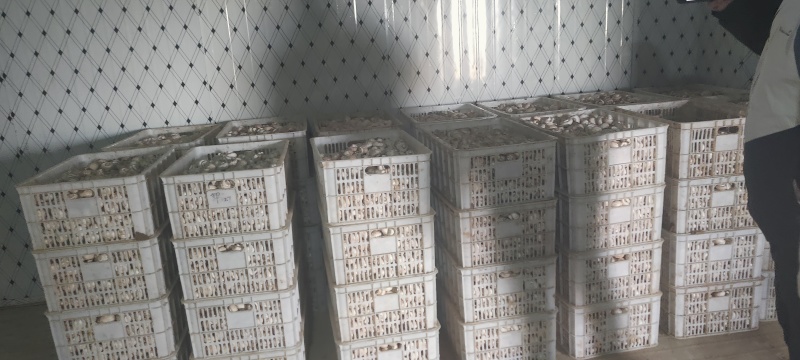 口蘑，产地直发，保质保量，量大从优