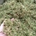 伸筋草（新货～量大优惠）质量好欢迎咨询采购