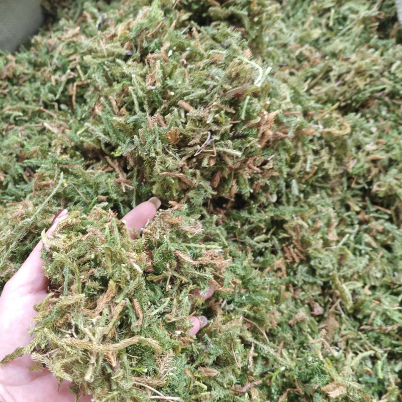 伸筋草（新货～量大优惠）质量好欢迎咨询采购
