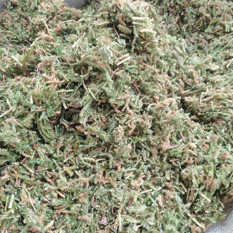 伸筋草（新货～量大优惠）质量好欢迎咨询采购