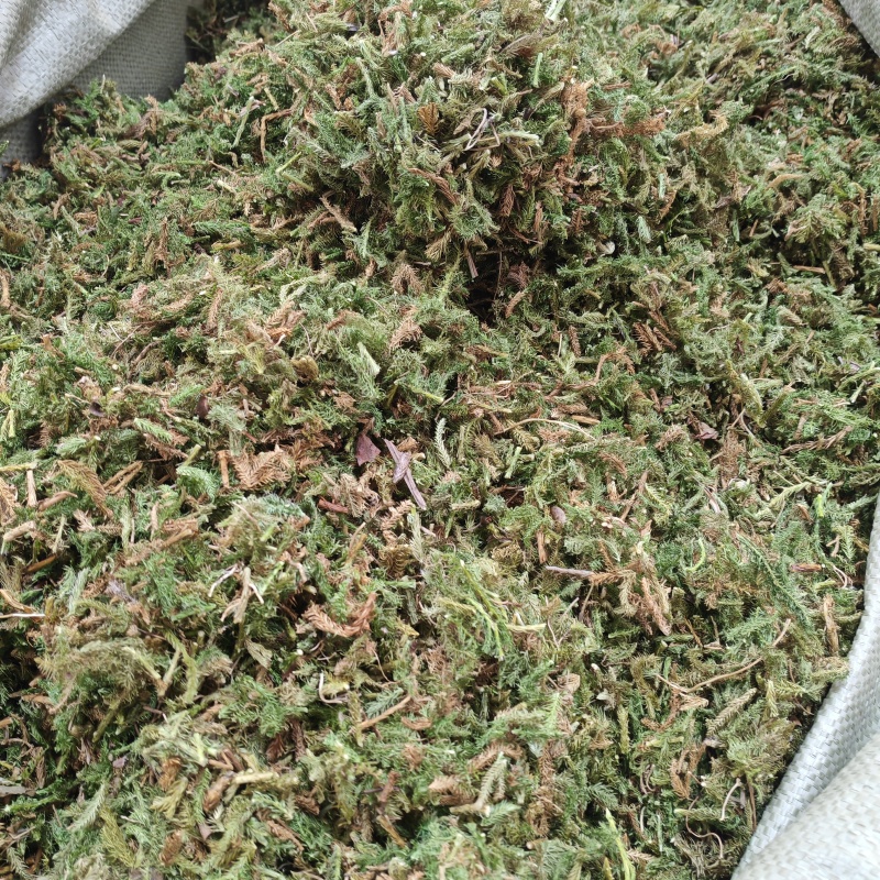 伸筋草（新货～量大优惠）质量好欢迎咨询采购