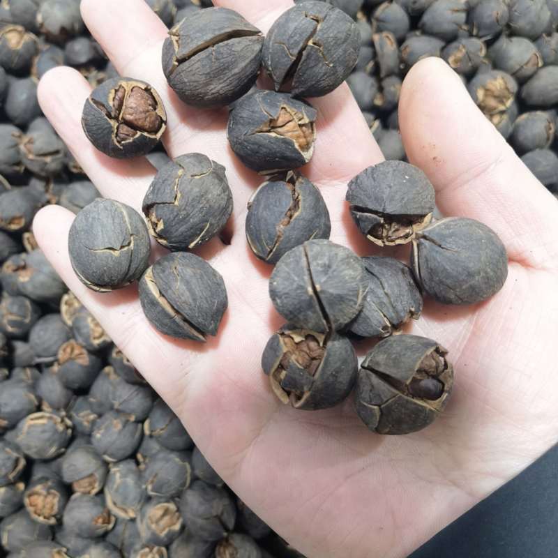 水煮山核桃野生新货