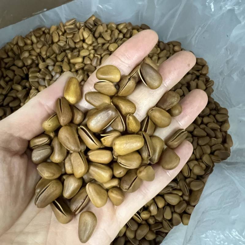 东北红松子开口薄皮无坏果