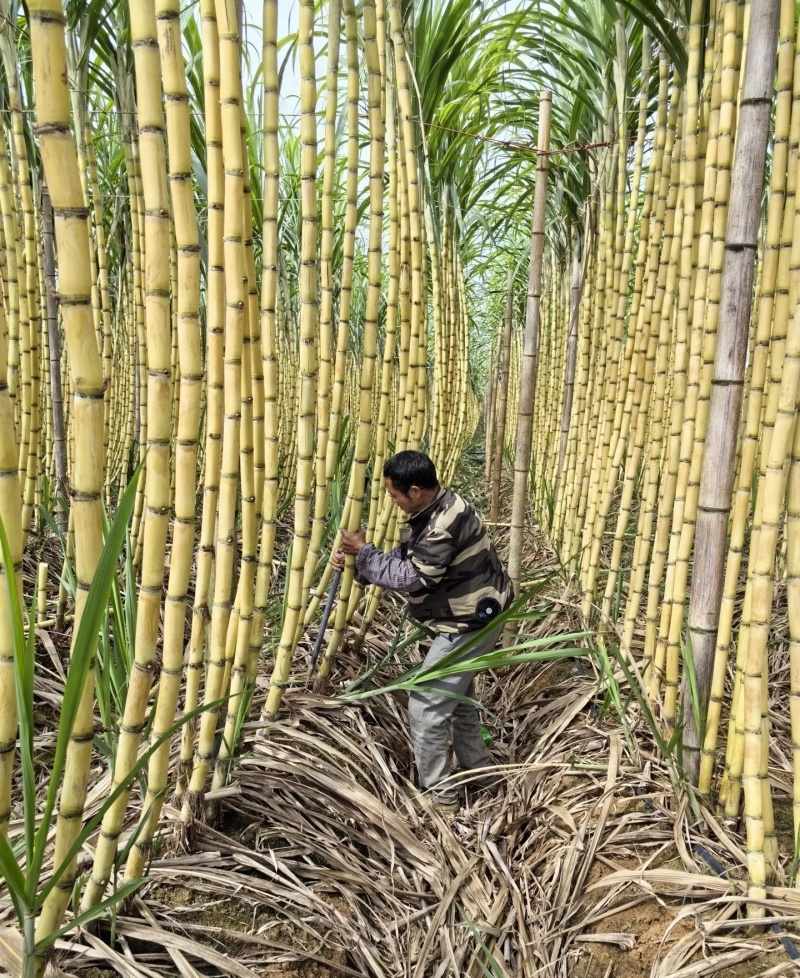 黄皮甘蔗广西甘蔗品质保证，支持视频看货，欢迎来电