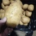 山东土豆荷兰十五沃土5号v7土豆量大从优规格齐全
