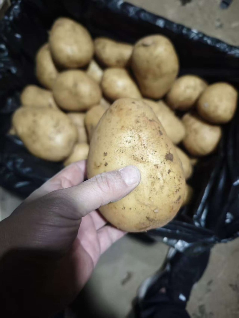 山东土豆荷兰十五沃土5号v7土豆量大从优规格齐全
