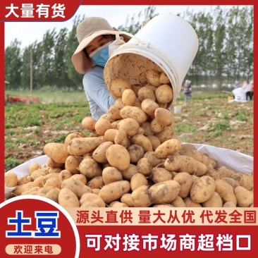 山东土豆荷兰十五沃土5号v7土豆量大从优规格齐全