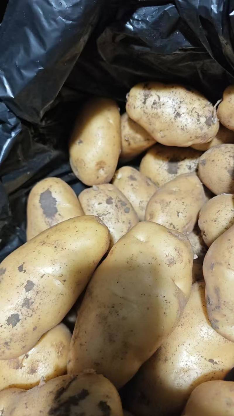 山东土豆荷兰十五沃土5号v7土豆量大从优规格齐全