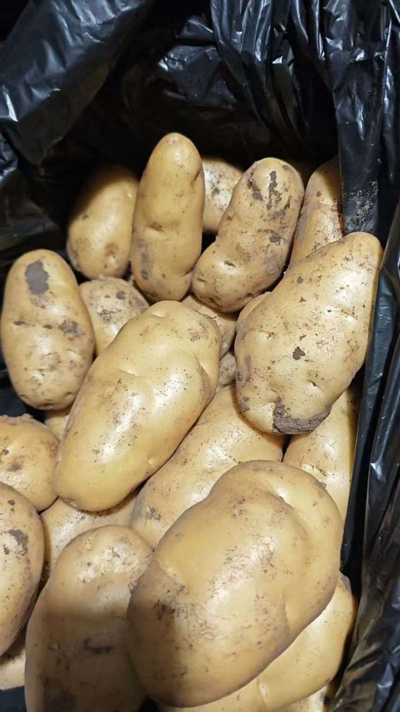 山东土豆荷兰十五沃土5号v7土豆量大从优规格齐全