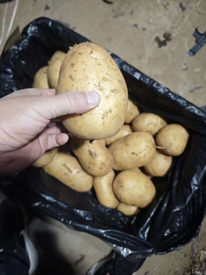 山东土豆荷兰十五沃土5号v7土豆量大从优规格齐全