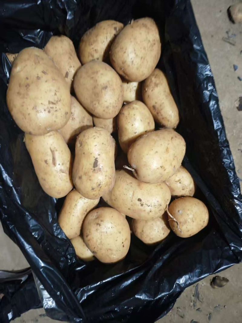 山东土豆荷兰十五沃土5号v7土豆量大从优规格齐全