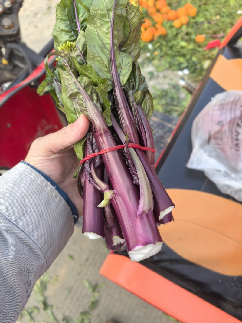 红油菜苔