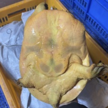 甲鱼