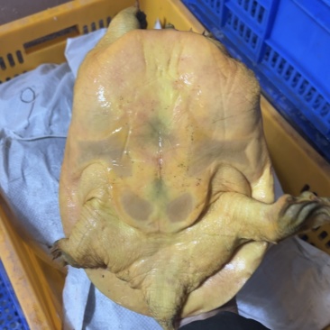 甲鱼