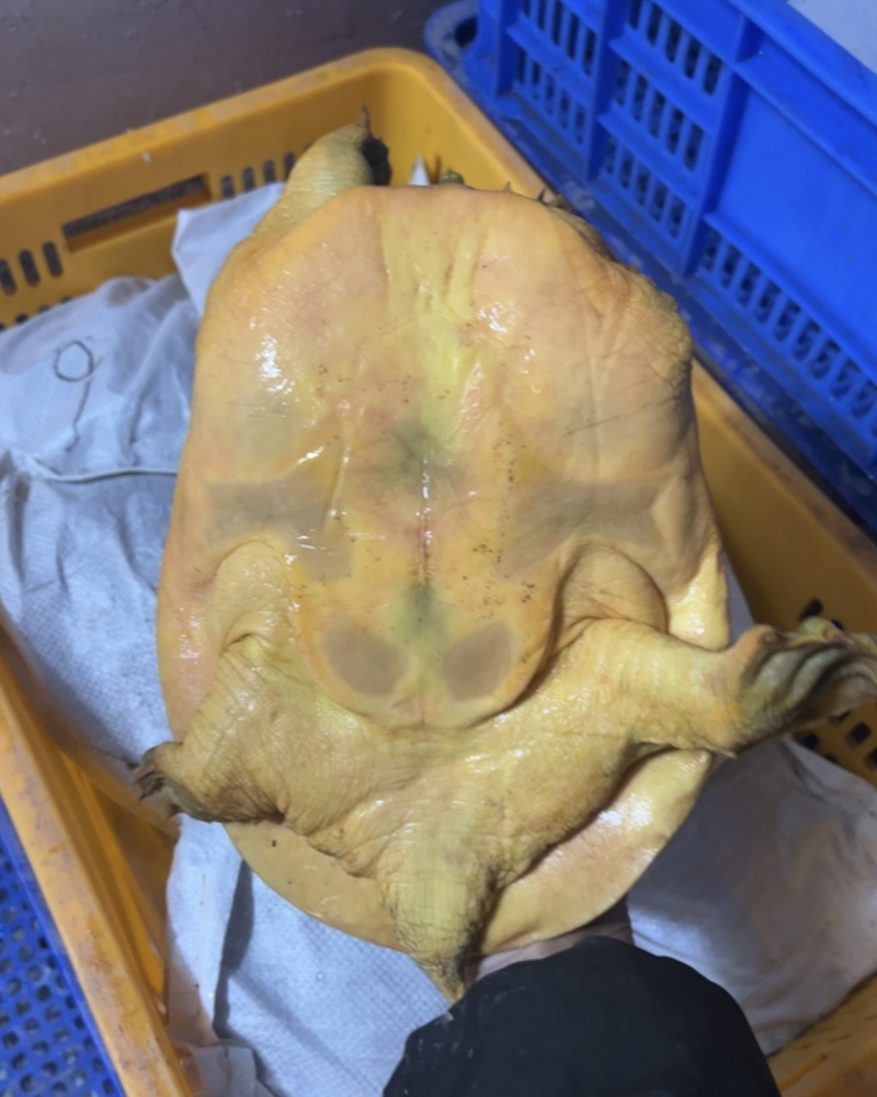 甲鱼