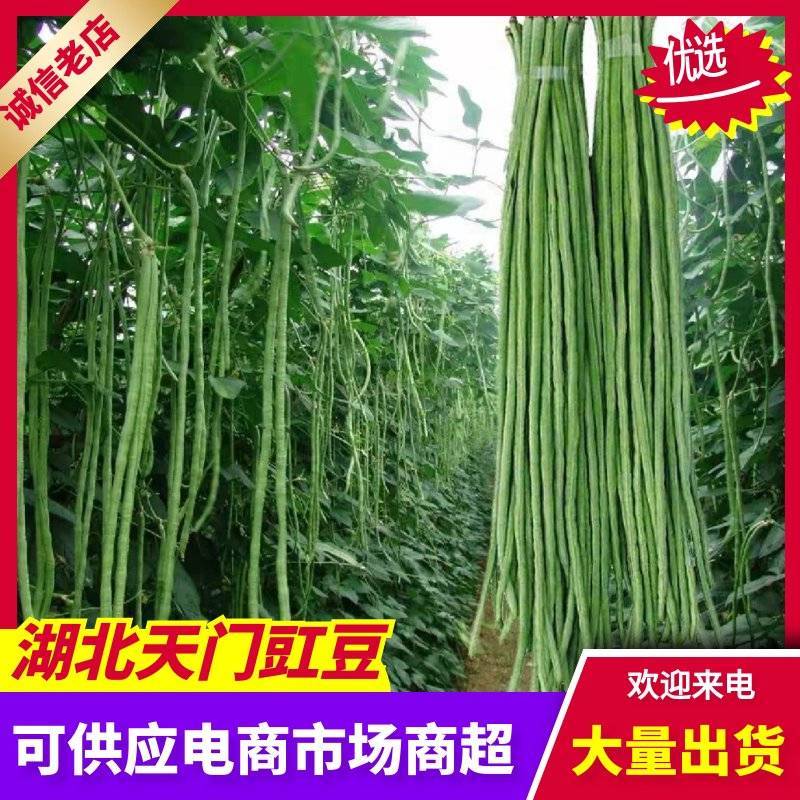 【天门产地直发】新鲜嫩绿豇豆条直肉厚无筋货源充足