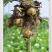 山东日照荷兰十五土豆v7土豆价格便宜质量保证