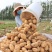 山东日照荷兰十五土豆v7土豆价格便宜质量保证