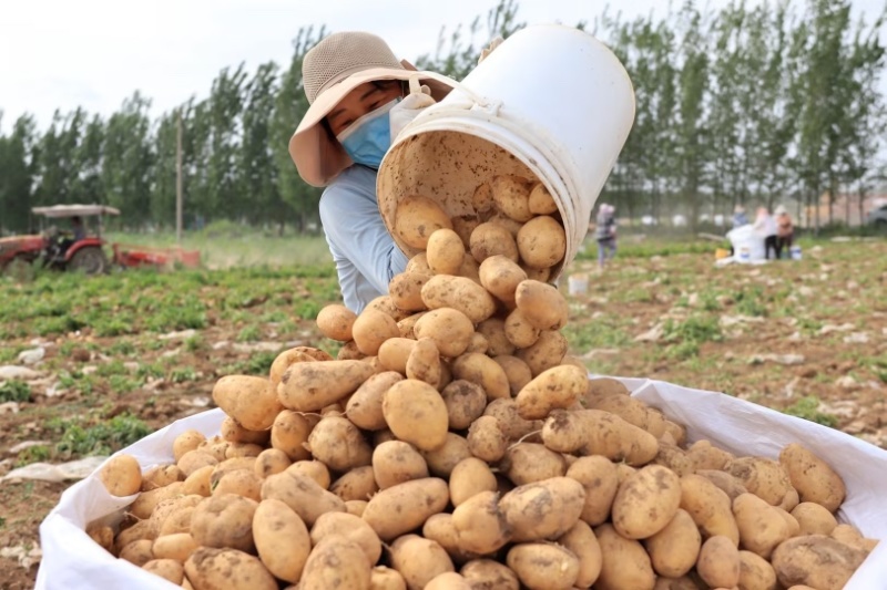 山东日照荷兰十五土豆v7土豆价格便宜质量保证