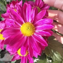 菊花1盆1棵带花带花苞2.5元一件1000盆