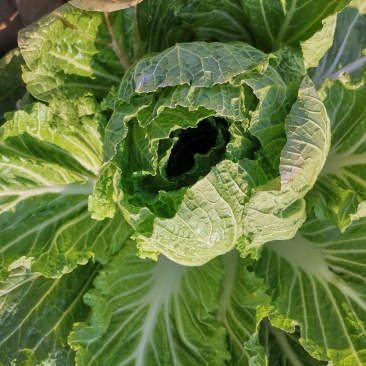不包心白菜