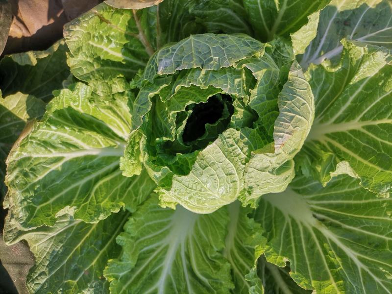 不包心白菜
