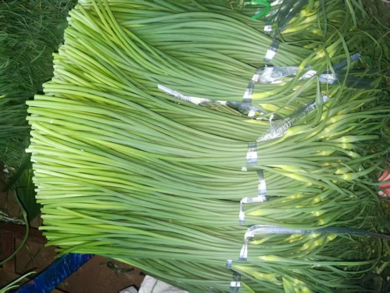 山东金乡蒜苔射阳种规格齐全价格实惠货元充足