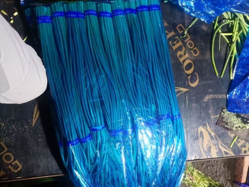 山东金乡蒜苔射阳种规格齐全价格实惠货元充足
