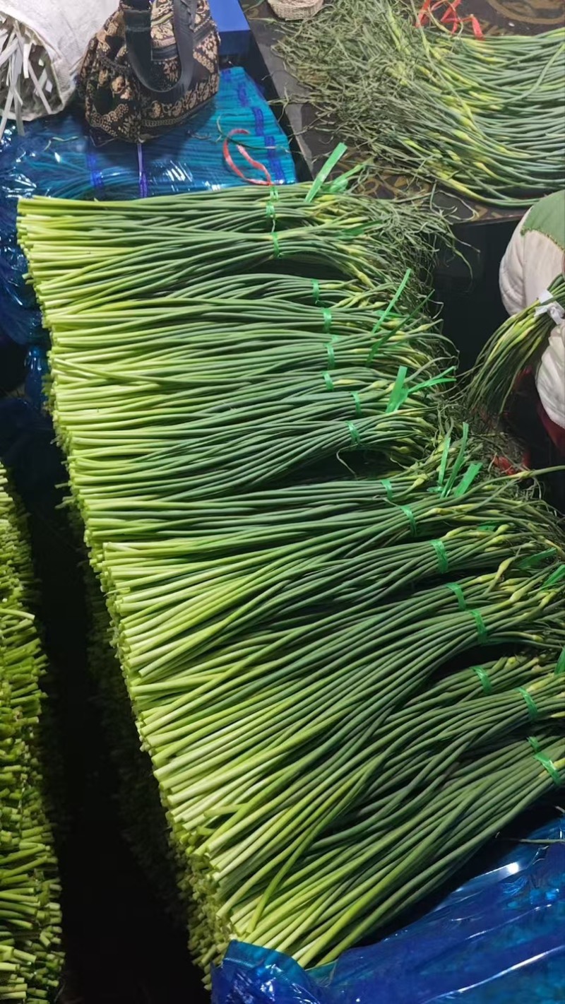 山东金乡蒜苔射阳种规格齐全价格实惠货元充足