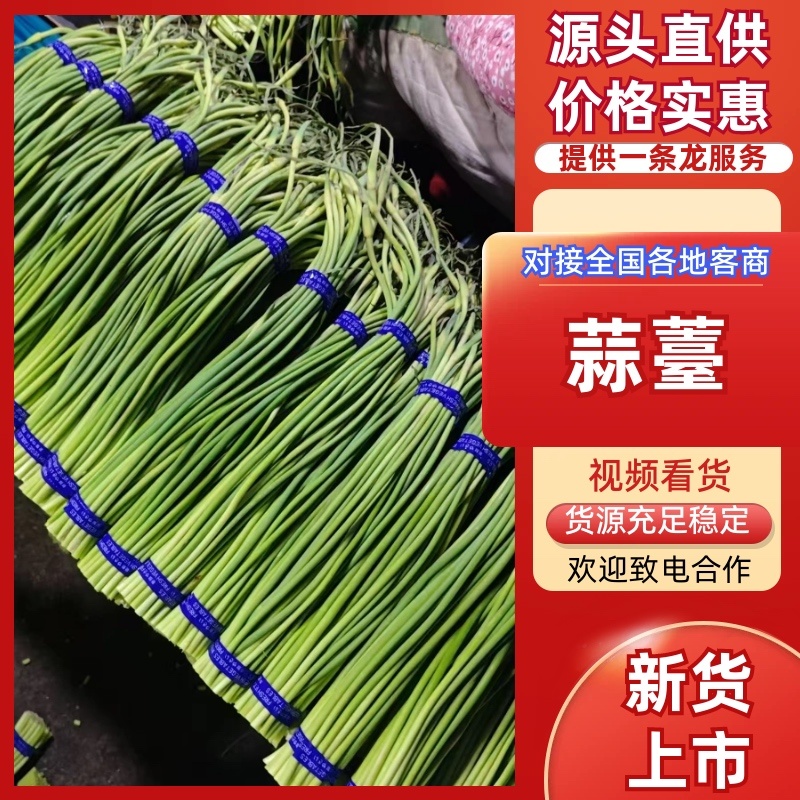 山东金乡蒜苔射阳种规格齐全价格实惠货元充足