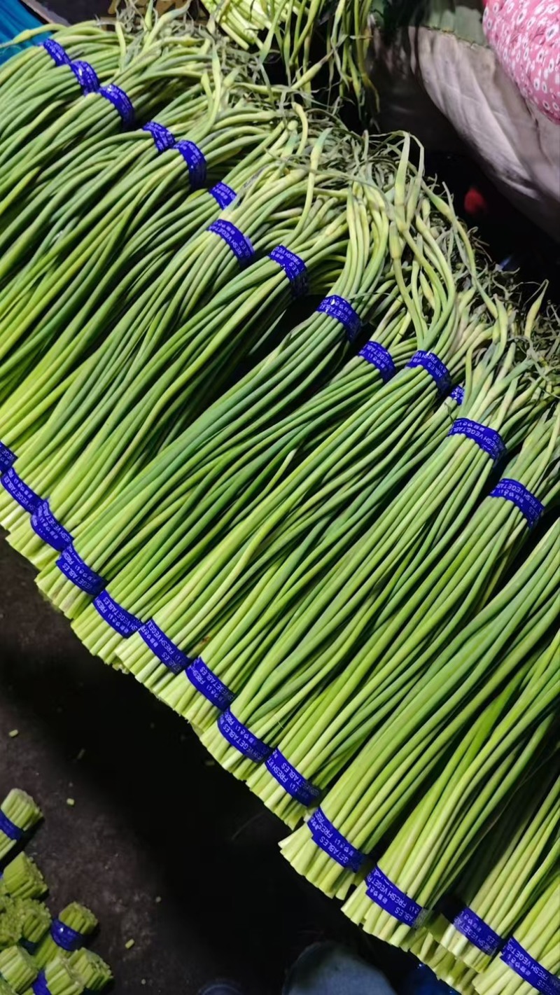 山东金乡蒜苔射阳种规格齐全价格实惠货元充足