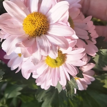 菊花1盆1棵带花带花苞2.5元一件1000盆