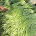 山东金乡蒜苔射阳种规格齐全价格实惠货元充足