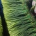 日照红帽蒜苔白帽蒜苔产地直发量大从优价格实惠