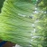 日照红帽蒜苔白帽蒜苔产地直发量大从优价格实惠