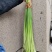 日照红帽蒜苔白帽蒜苔产地直发量大从优价格实惠