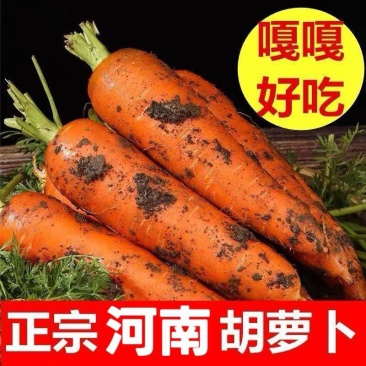 胡萝卜产地一手货源量大优惠，对接全国市场电商平台