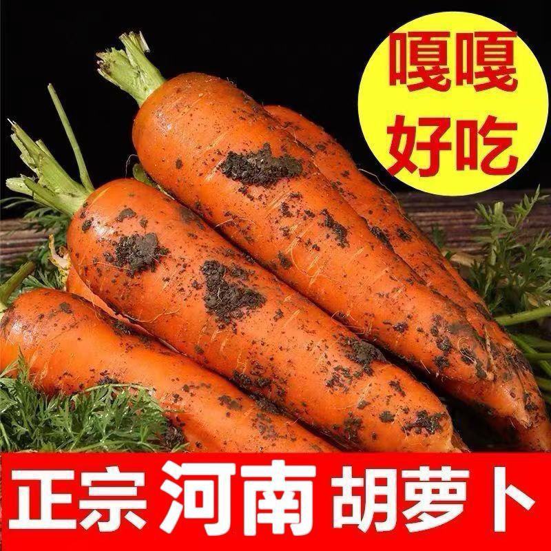 胡萝卜产地一手货源量大优惠，对接全国市场电商平台
