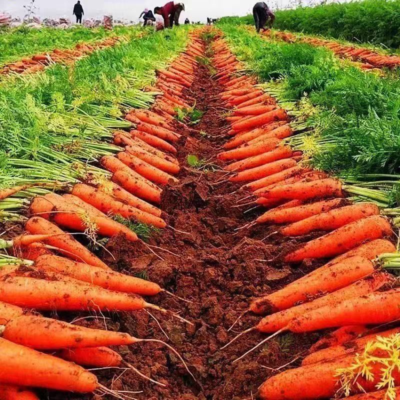 胡萝卜产地一手货源量大优惠，对接全国市场电商平台